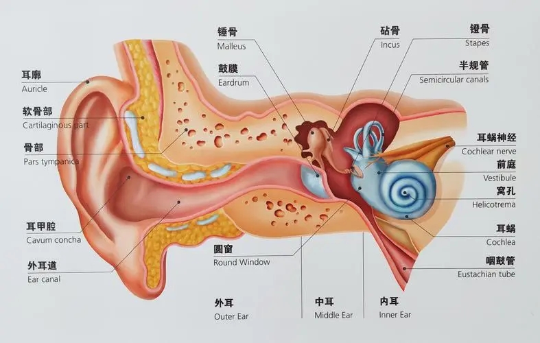 耳朵模型图.webp.jpg